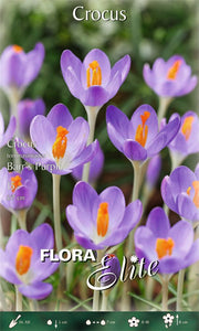 CROCUS TOMMASINIANUS BARR'S PURPLE (CONFEZIONE 15 BULBI)