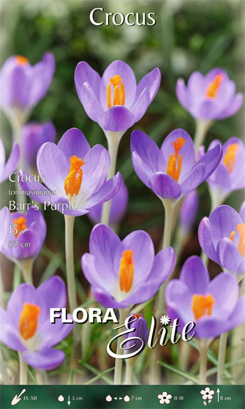 CROCUS TOMMASINIANUS BARR'S PURPLE (CONFEZIONE 15 BULBI)