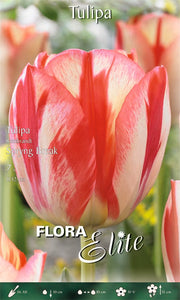 TULIPANO REMBRANDT SPRYNG BREAK (CONFEZIONE DA 7 BULBI)