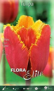 TULIPANO FRINGED TIANO (CONFEZIONE DA 7 BULBI)