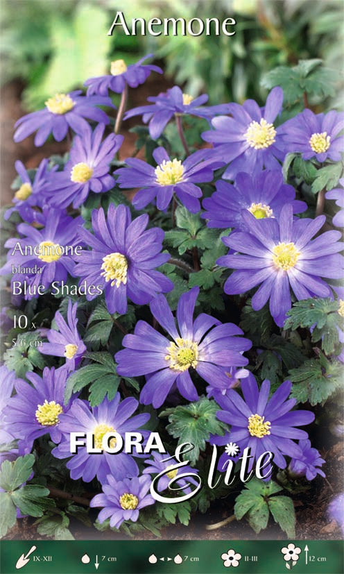 ANEMONE BLANDA BLUE SHADES (CONFEZIONE 10 BULBI)