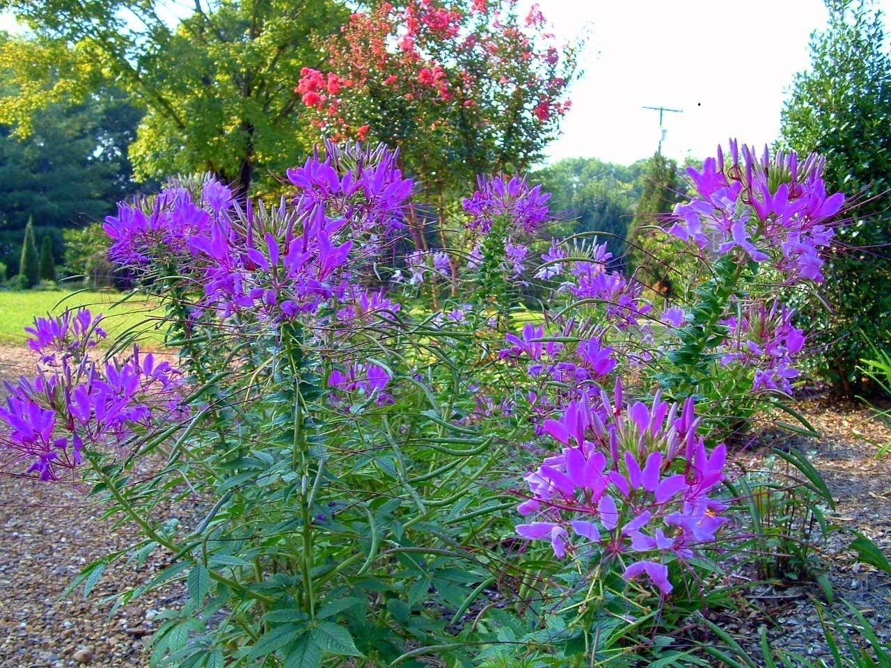 CLEOME VASO DA 14CM