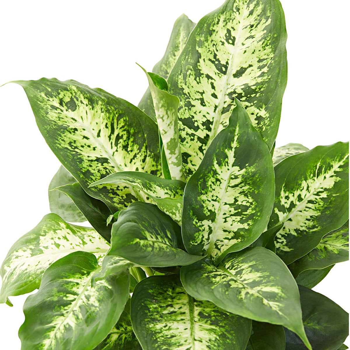 DIEFFENBACHIA COMPACTA VASO 17CM