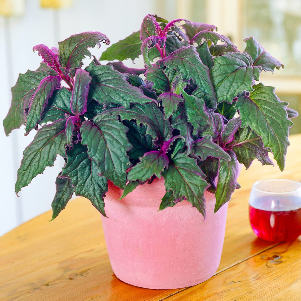 GYNURA PURPLE PASSION VASO 12CM