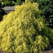 CHAMAECYPARIS PISIFERA 'SUNGOLD VASO 18CM
