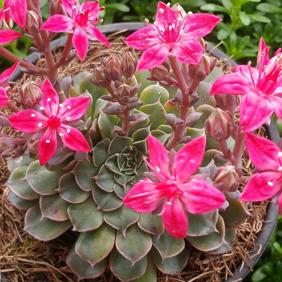 TACITUS GRAPTOPETALUM VASO 9CM