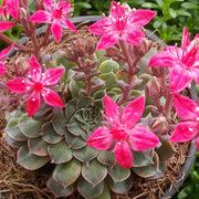TACITUS GRAPTOPETALUM VASO 9CM