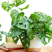 MONSTERA OBLIQUA VASO 12CM