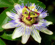 PASSIFLORA VARIETA' ASSORTITA VASO 13CM