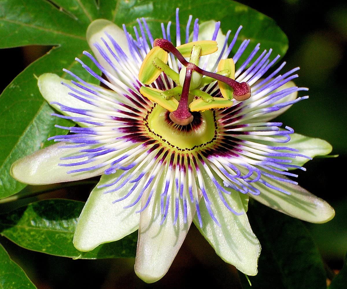 PASSIFLORA VARIETA' ASSORTITA VASO 13CM