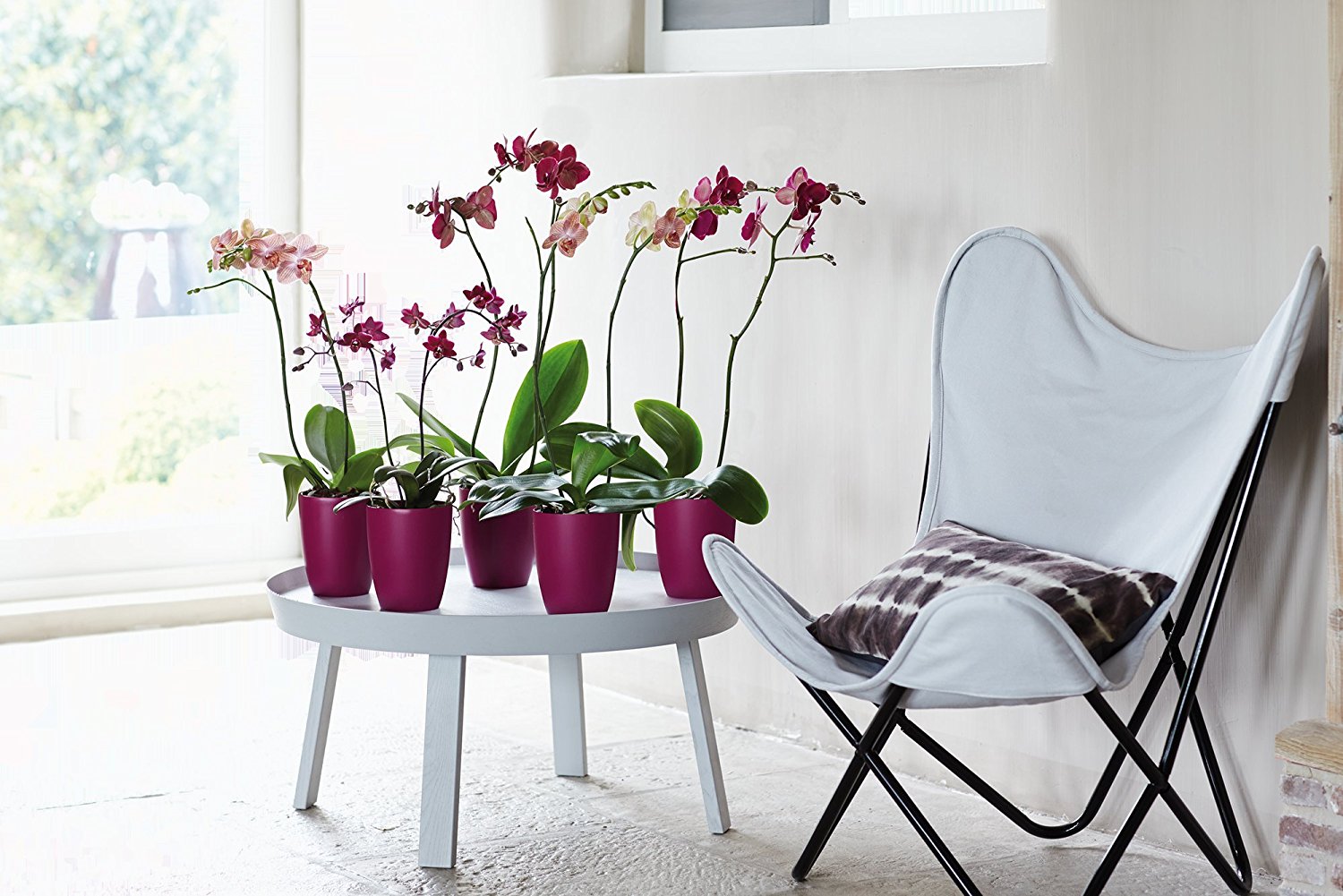 VASO ORCHIDEE BRUSSELS ORCHID HIGH 12,5CM COLORE A SCELTA