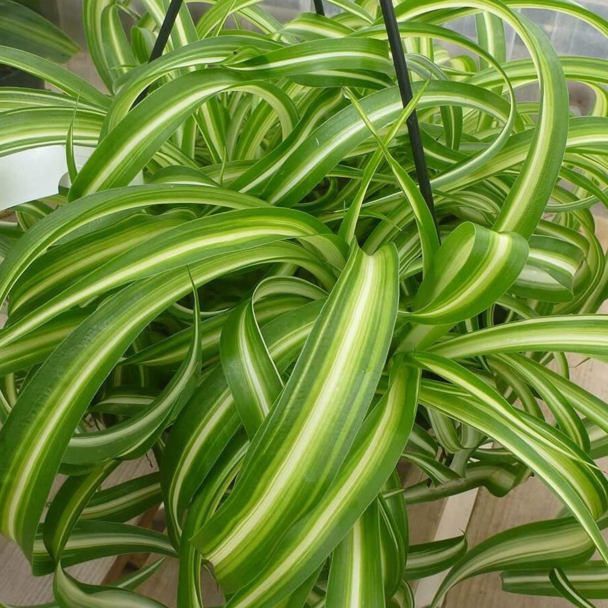 CHLOROPHYTUM COMOSUM BONNIE VASO 10.5CM