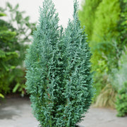 CHAMAECYPARIS LAWSONIANA ELLWOODII VASO 13CM