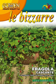 SEMI FRAGOLA CASCANTE ALPINA ATTILA FRANCHI SEMENTI