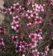 LEPTOSPERMUM MANUKA IN VASO 15CM