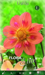 Dahlia Collarette Kelsey Annie Joy (CONFEZIONE DA 1 BULBO)
