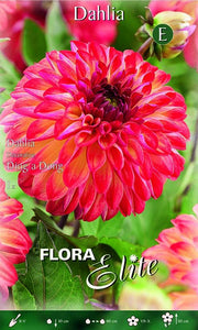 Dahlia Decorative Ding a Dong (CONFEZIONE DA 1 BULBO)