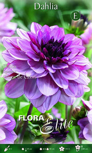 Dahlia Decorative Creme de Cassis (CONFEZIONE DA 1 BULBO)