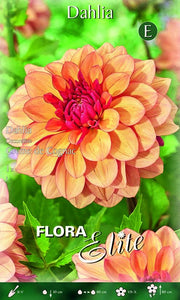 Dahlia Decorative Creme de Cognac (CONFEZIONE DA 1 BULBO)
