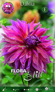 Dahlia Decorative 'Dinnerplate' Penhill Dark Monarch XL (CONFEZIONE DA 1 BULBO)