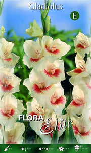 Gladioli Ajax (CONFEZIONE DA 10 BULBI)