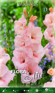 Gladiola Apricot Beauty (10er-Packung)