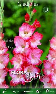 Gladioli Pink Lady (CONFEZIONE DA 10 BULBI)