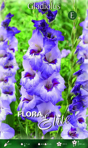 Gladiola Vista (10er-Packung)