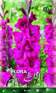 Gladioli Natan (CONFEZIONE DA 10 BULBI)