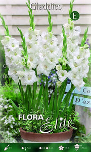Gladioli Gladdies Blondie (CONFEZIONE DA 15 BULBI)