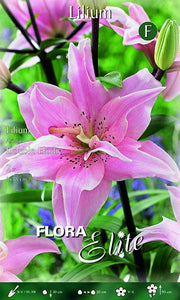 Lilium Giglio Double Elodie (LOT DE 2 BULBES)