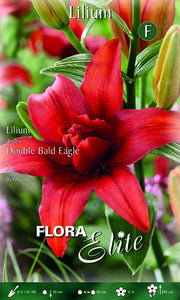 Lilium Giglio Double Bald Eagle (CONFEZIONE DA 2 BULBI)