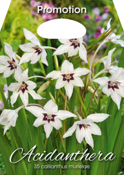 Gladioli Acidanthera Callianthus Murielae (CONFEZIONE DA 35 BULBI)