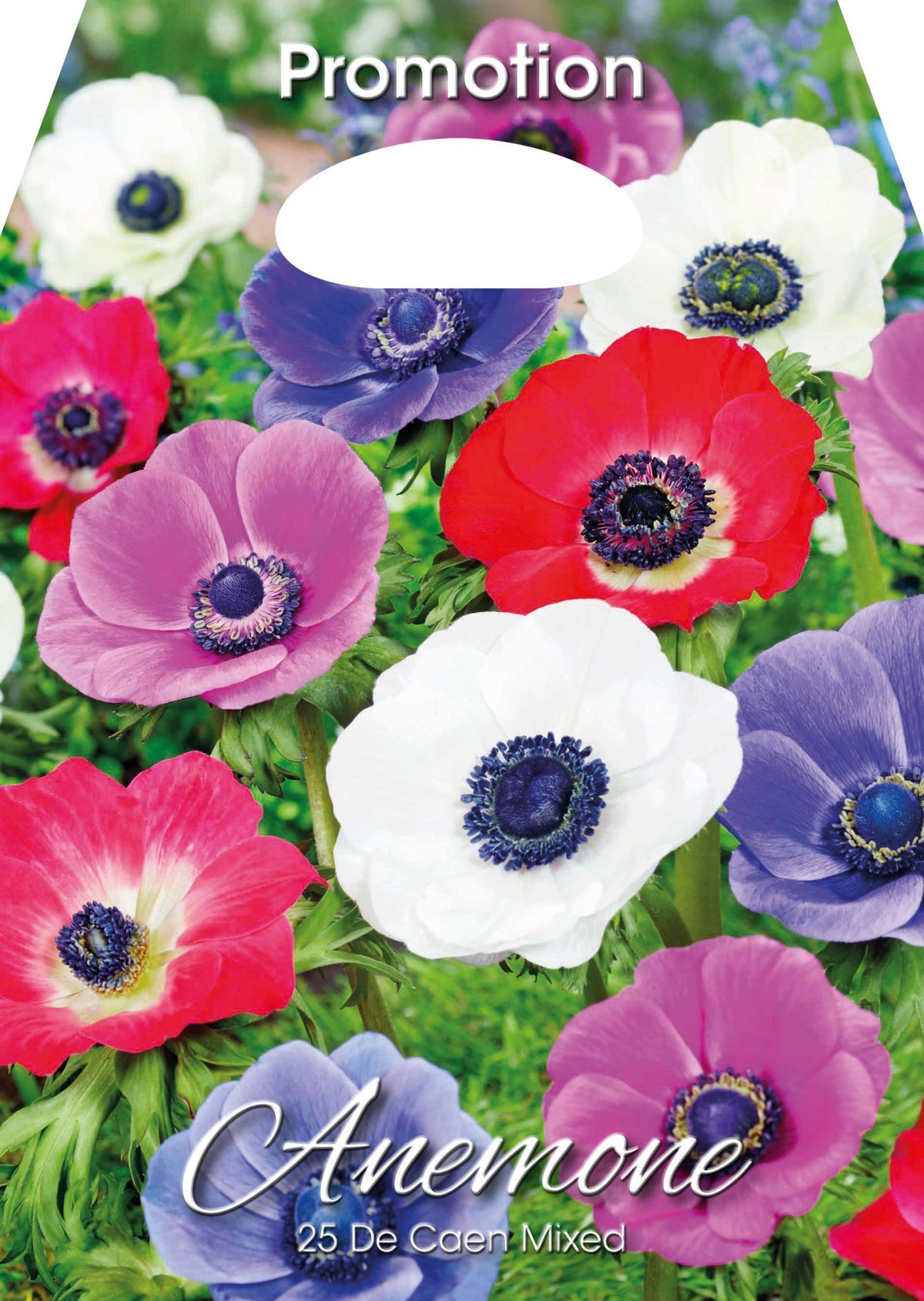 Anemone De Caen Mixed (CONFEZIONE DA 25 BULBI)