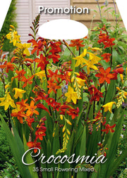 Crocosmia à petites fleurs mélangées (paquet de 35 bulbes)