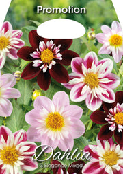 Dahlias Élégance Mixte (Paquet de 3 bulbes)