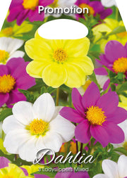 Dahlia Ladyslippers Mixed (CONFEZIONE DA 3 BULBI)