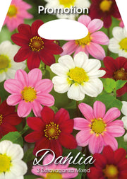 Dahlia Extravaganza Mix (3er-Packung)