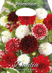 Dahlias Feu et Glace Assortis (Paquet de 3 bulbes)