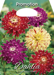 Dahlia Flamenco Mixed (CONFEZIONE DA 3 BULBI)