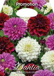 Dahlia Purple Dream Mixed (CONFEZIONE DA 3 BULBI)