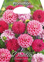 Dahlia Strawberry Ice Mixed (CONFEZIONE DA 3 BULBI)