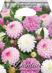 Dahlia Summerbreeze Mixed (CONFEZIONE DA 3 BULBI)