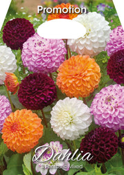 Dahlia Fantastic Mixed (CONFEZIONE DA 3 BULBI)