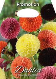 Dahlia Glowing Light Mixed (CONFEZIONE DA 3 BULBI)