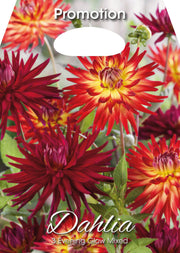 Dahlia Evening Glow Mixed (CONFEZIONE DA 3 BULBI)