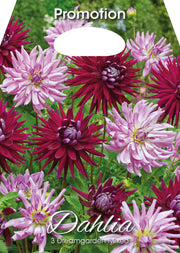 Dahlia Dreamgarden Mixed (CONFEZIONE DA 3 BULBI)