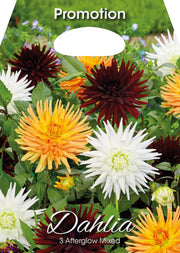 Dahlia Afterglow Mixte (Paquet de 3 bulbes)