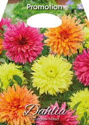 Dahlia Sunglow Mixed (CONFEZIONE DA 3 BULBI)