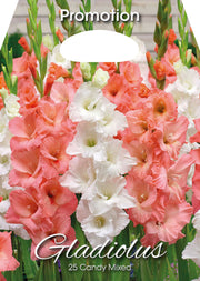 Gemischte Gladiolenbonbons (Packung mit 25 Zwiebeln)
